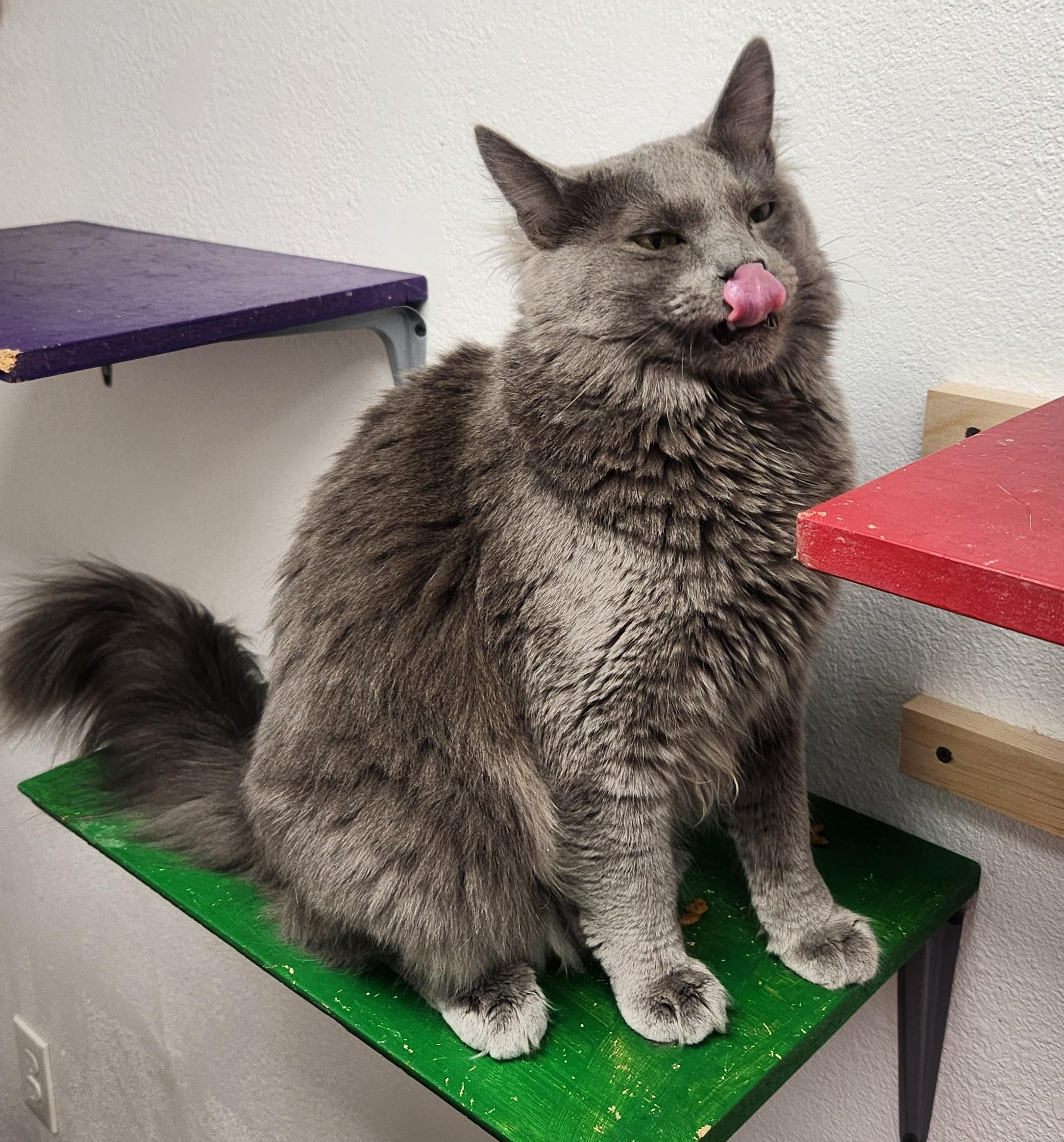 Enlarge Fletcher, an adoptable Domestic Medium Hair in Yarnell, AZ image 1/2