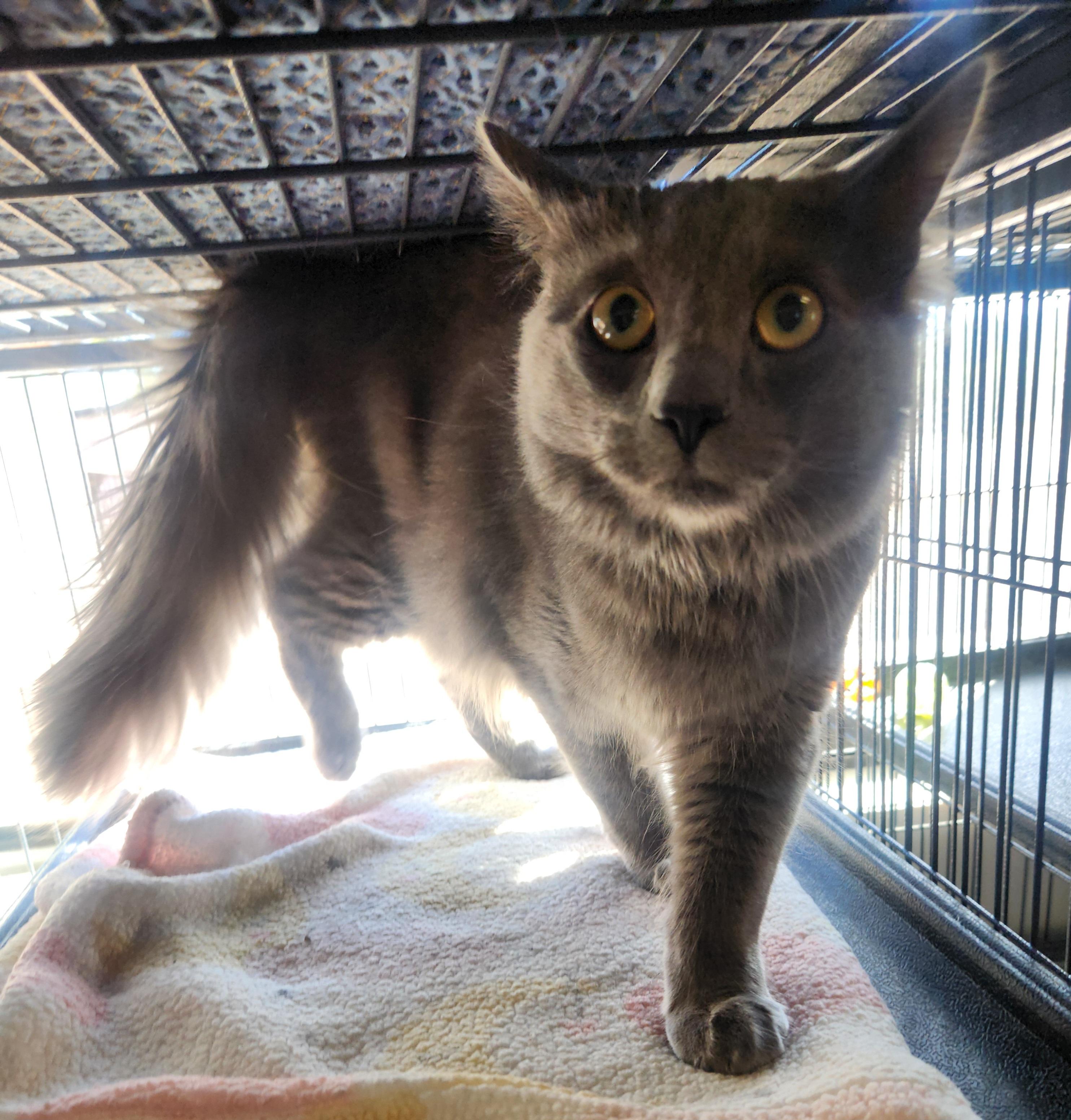 Fletcher, a ADOPTABLE Domestic Medium Hair in Yarnell, AZ image 1/2