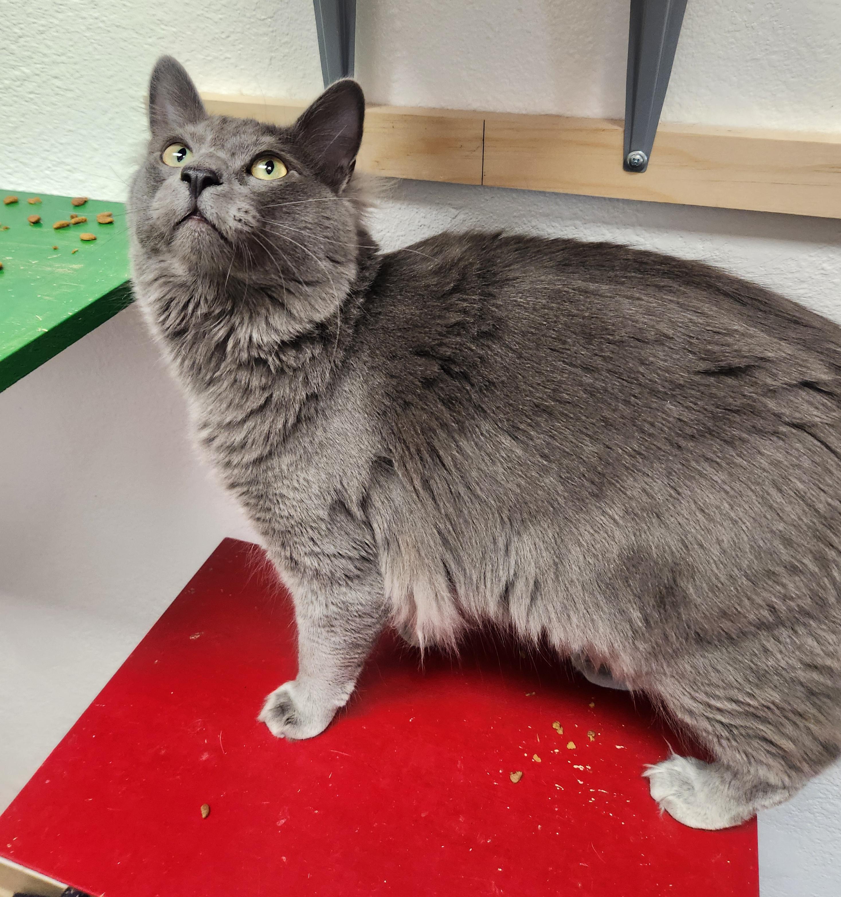 Enlarge Fletcher, an adoptable Domestic Medium Hair in Yarnell, AZ image 2/2