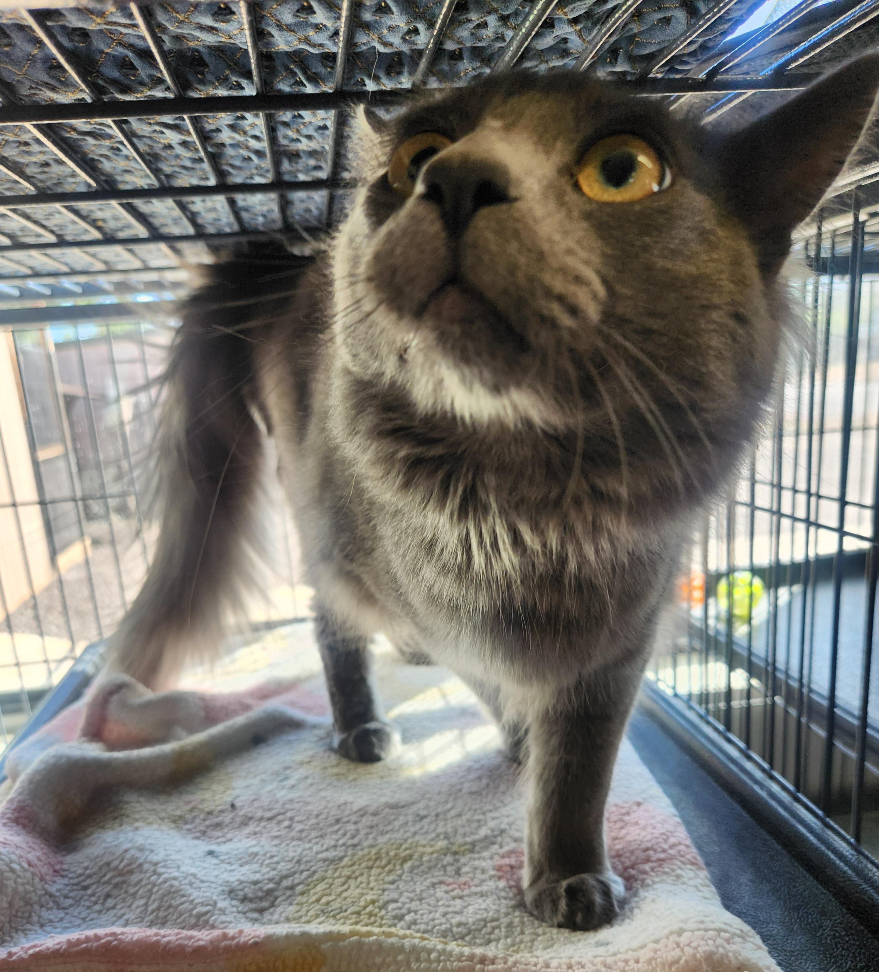 Fletcher, a ADOPTABLE Domestic Medium Hair in Yarnell, AZ image 2/2