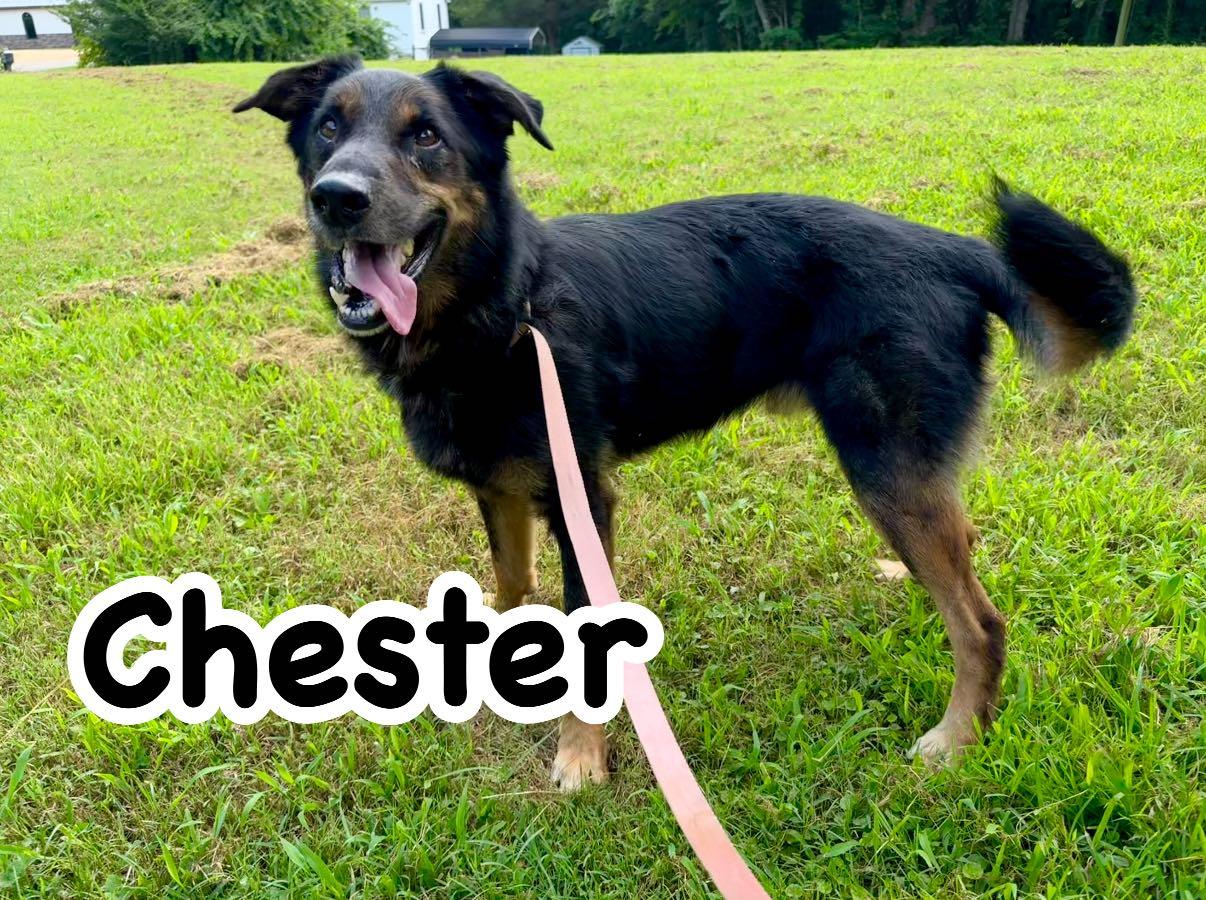 Chester, a Adoptable German Shepherd Dog in Indian Mound, TN image 3/3