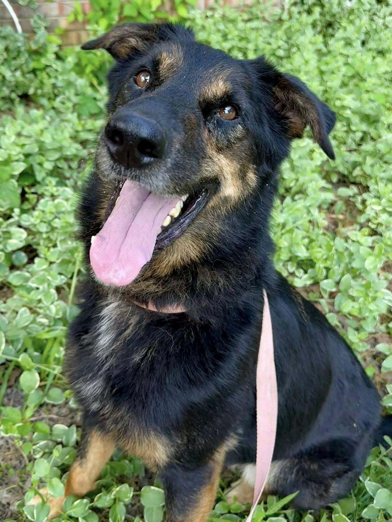 Chester, a Adoptable German Shepherd Dog in Indian Mound, TN image 1/3