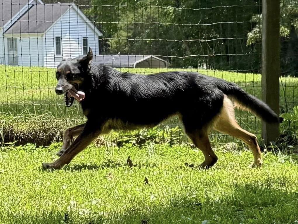 Chester, a Adoptable German Shepherd Dog in Indian Mound, TN image 2/3