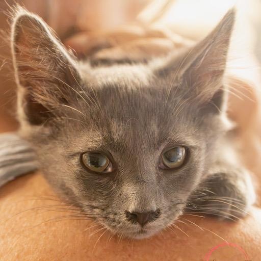 Jelly GORGEOUS CUDDLY CONFIDENT, ADOPTABLE, Kitten Male Russian Blue & Chartreux.
