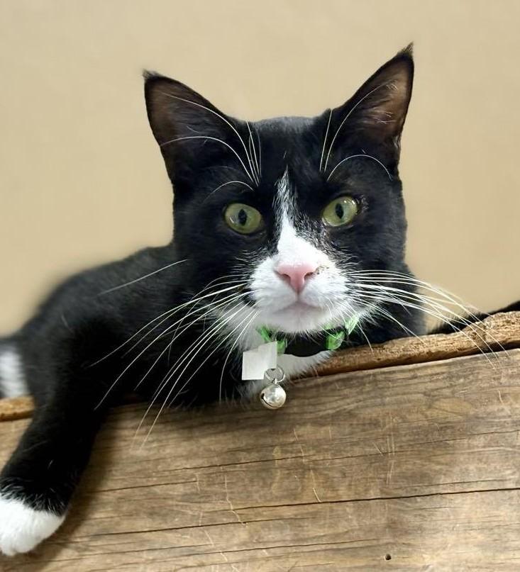 Santos, adoptable, Adult Male Tuxedo & Domestic Short Hair.