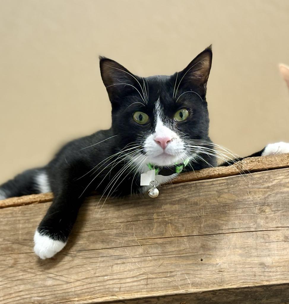 Santos, an adoptable mixed breed in Las Cruces, NM image 5/5