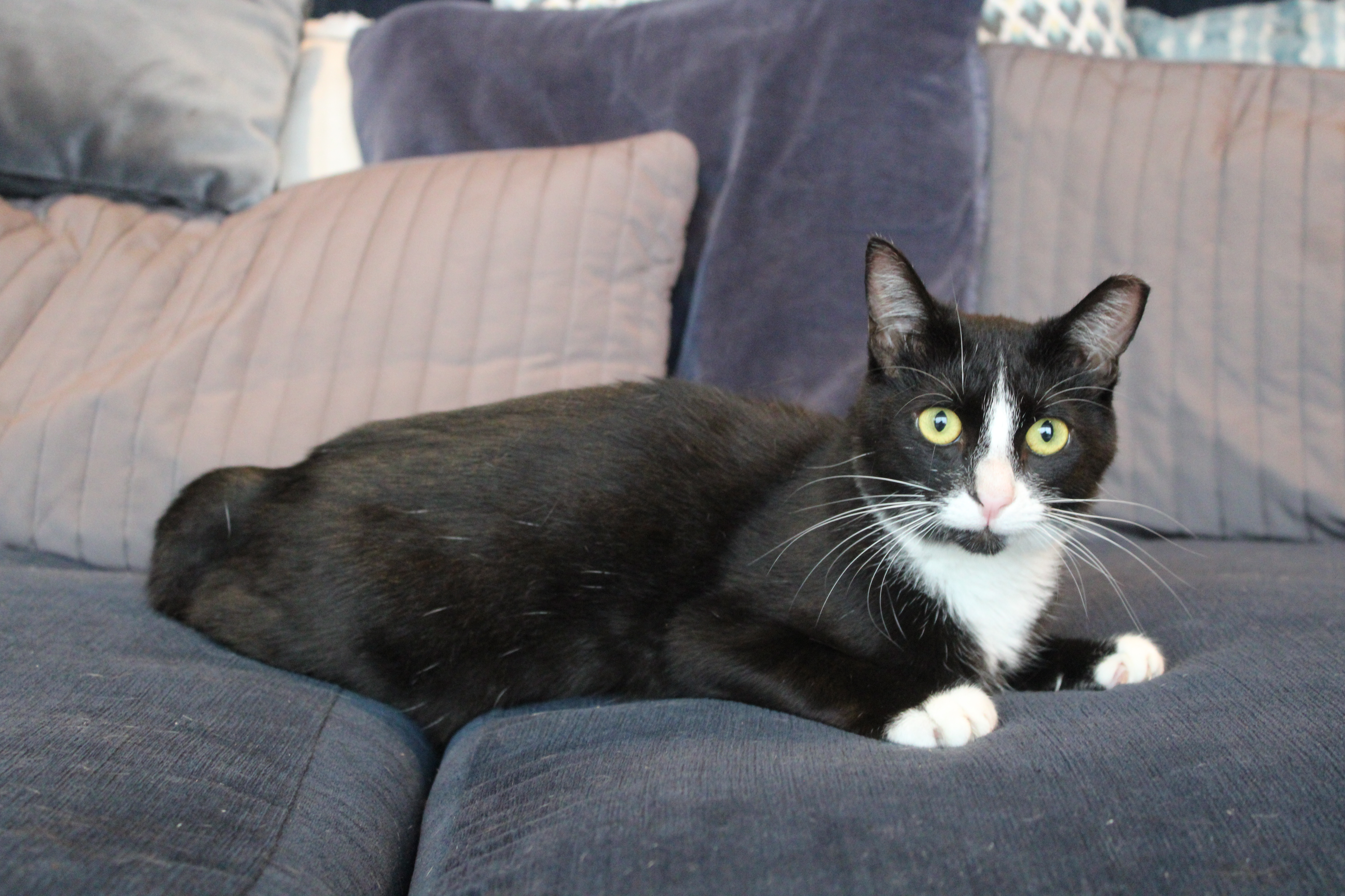 PHINEAS, a Adoptable mixed breed in El Segundo, CA image 5/5