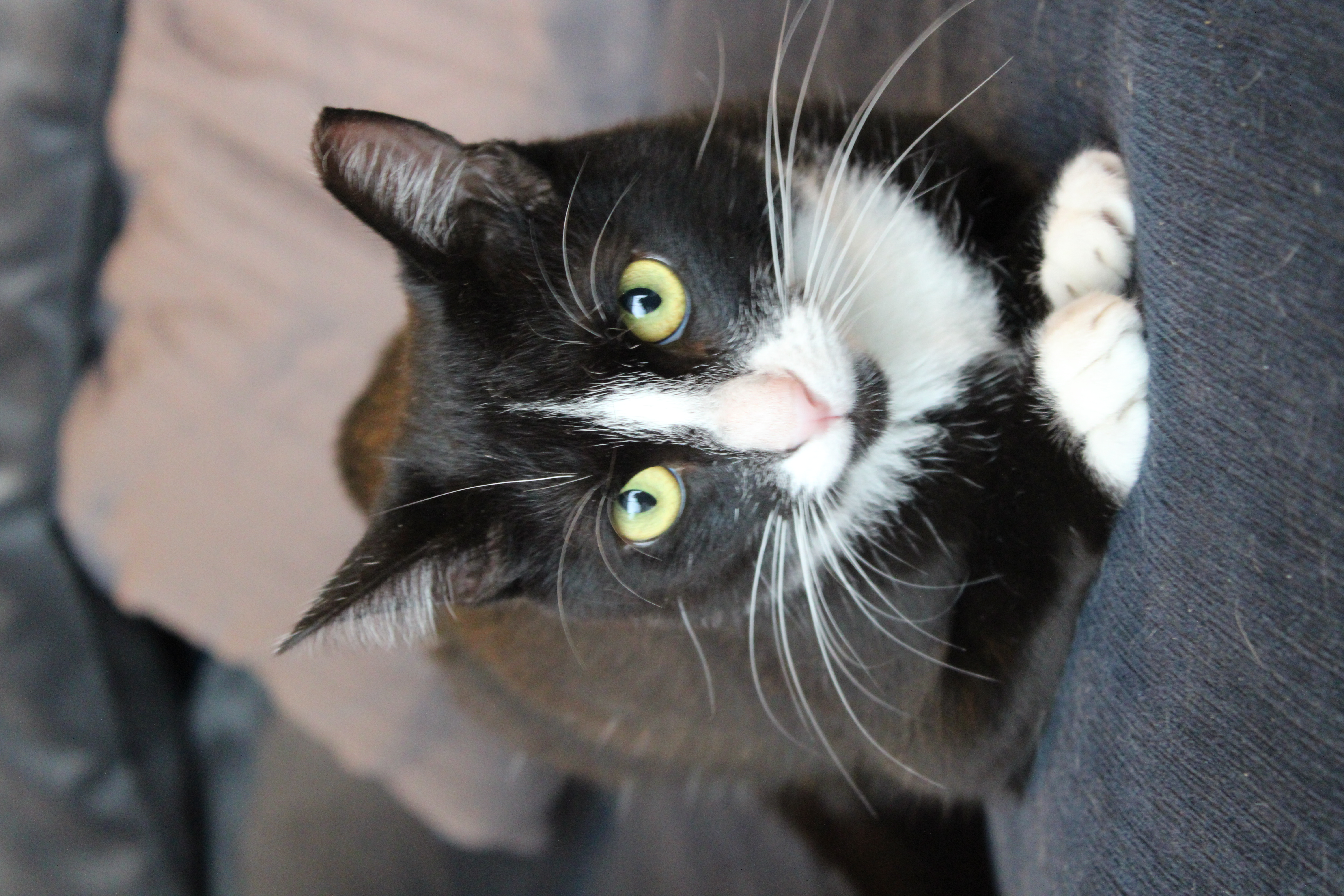 PHINEAS, a Adoptable mixed breed in El Segundo, CA image 3/5