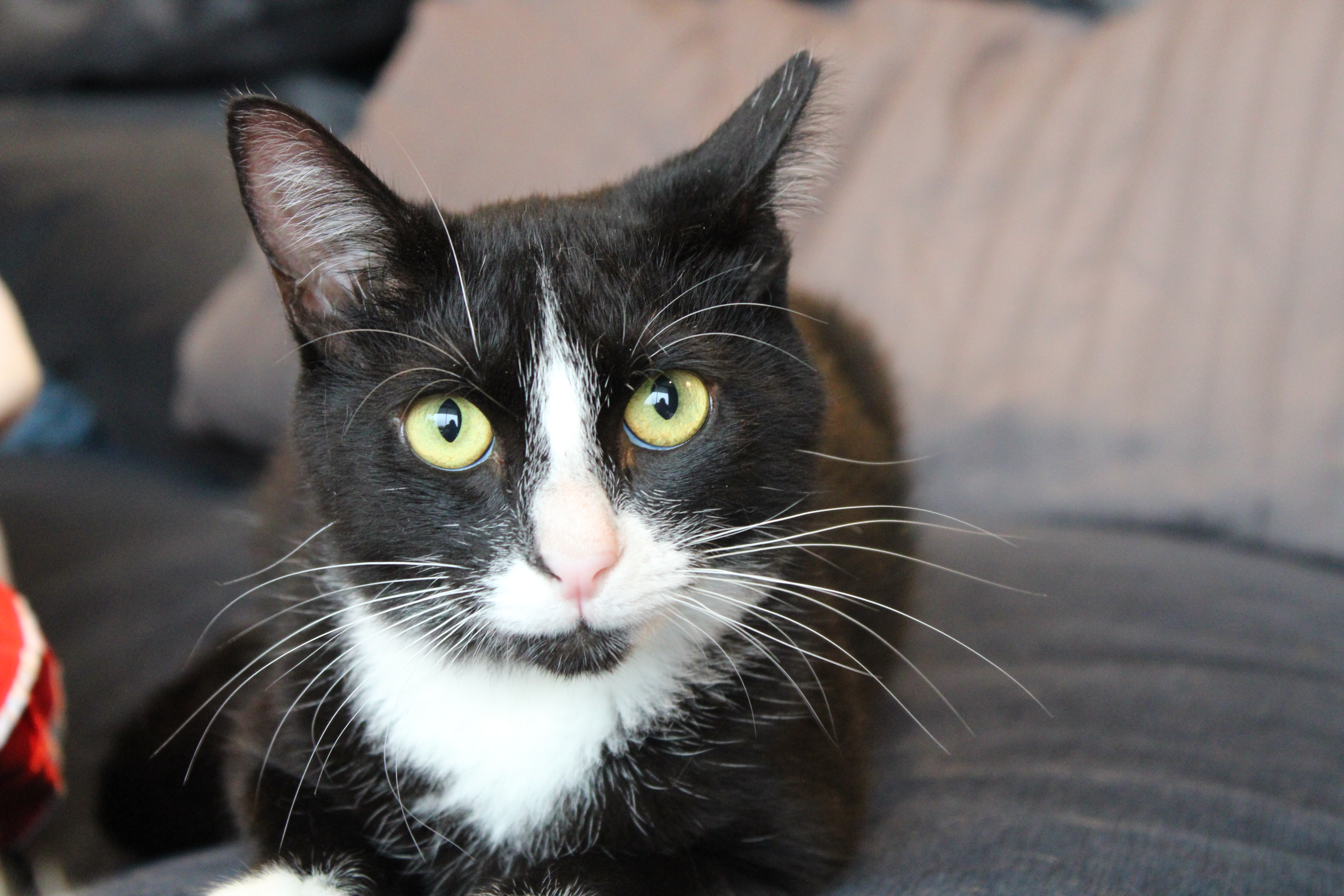 PHINEAS, Adoptable, Adult Male Tuxedo & American Shorthair.