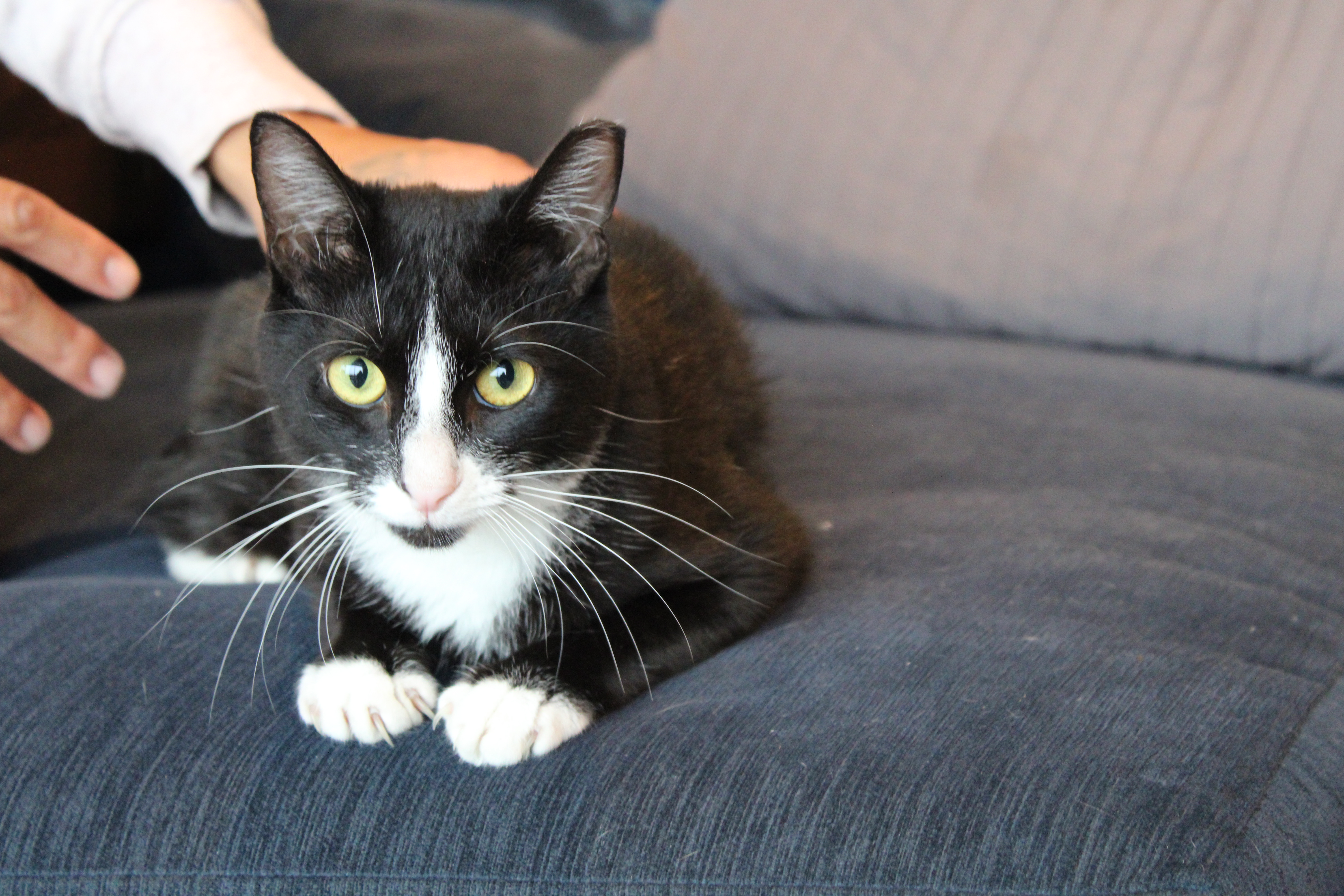 PHINEAS, a Adoptable mixed breed in El Segundo, CA image 4/5