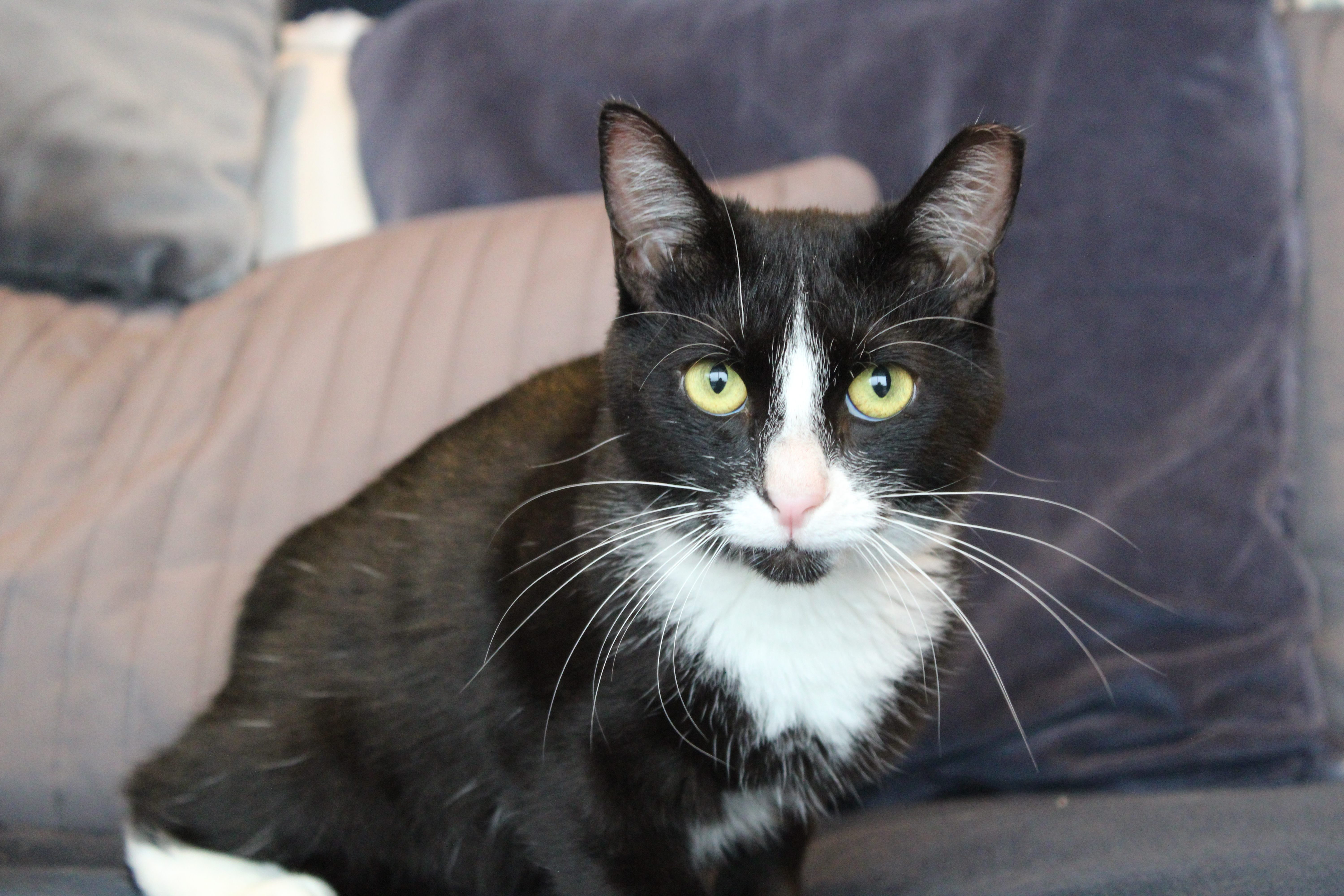 PHINEAS, a Adoptable mixed breed in El Segundo, CA image 2/5