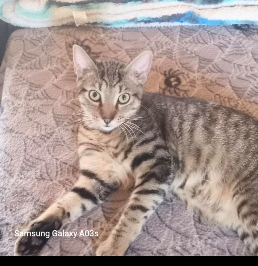 Tiger photo 2