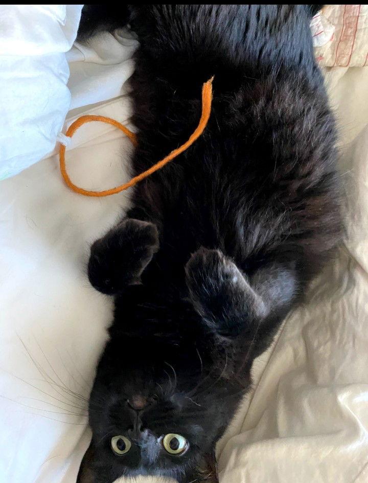 Fauna, a Adopted Domestic Medium Hair in Redding, CA image 2/6