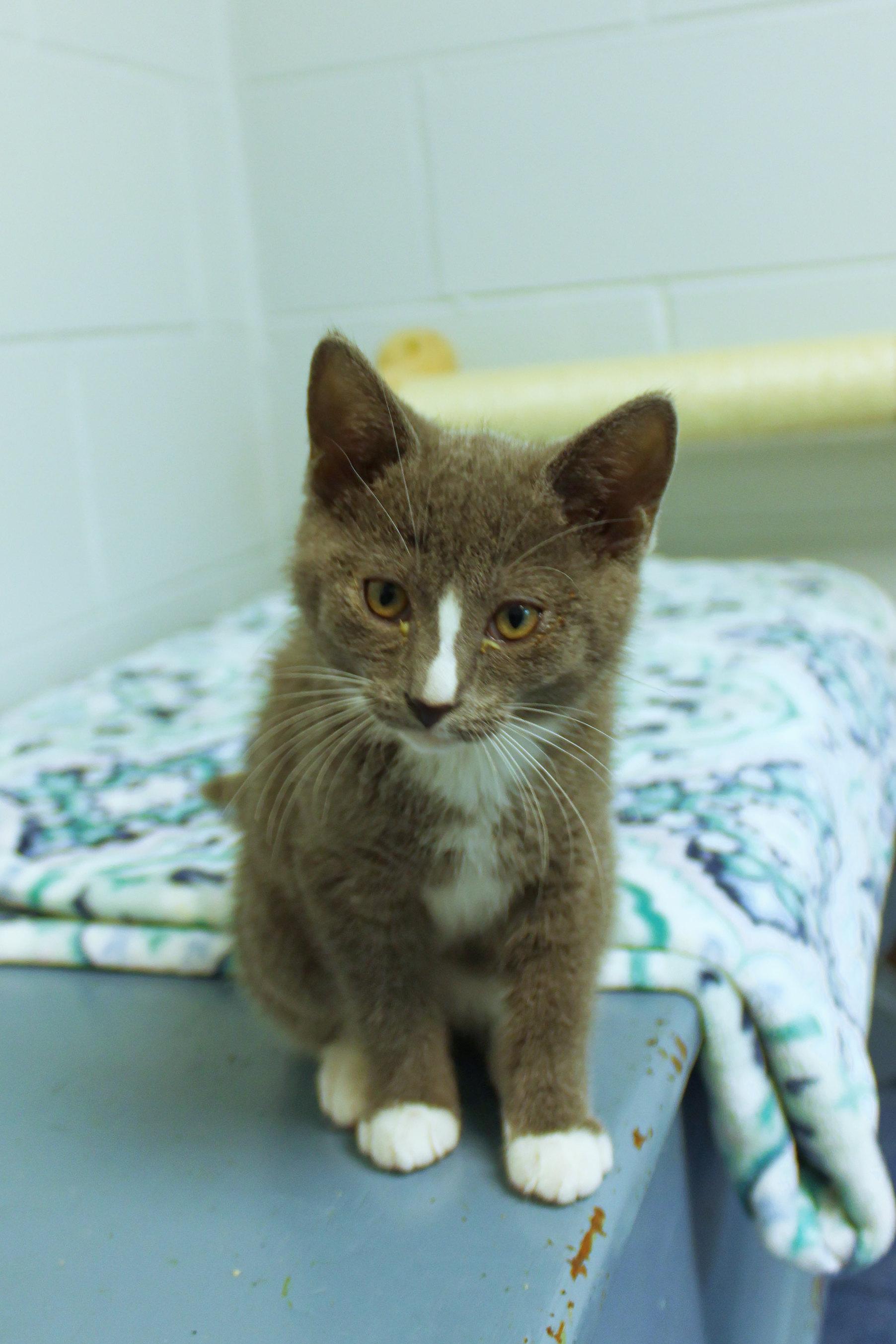 Enlarge Loretta, a Adoptable American Shorthair in Urbana, OH image 4/6