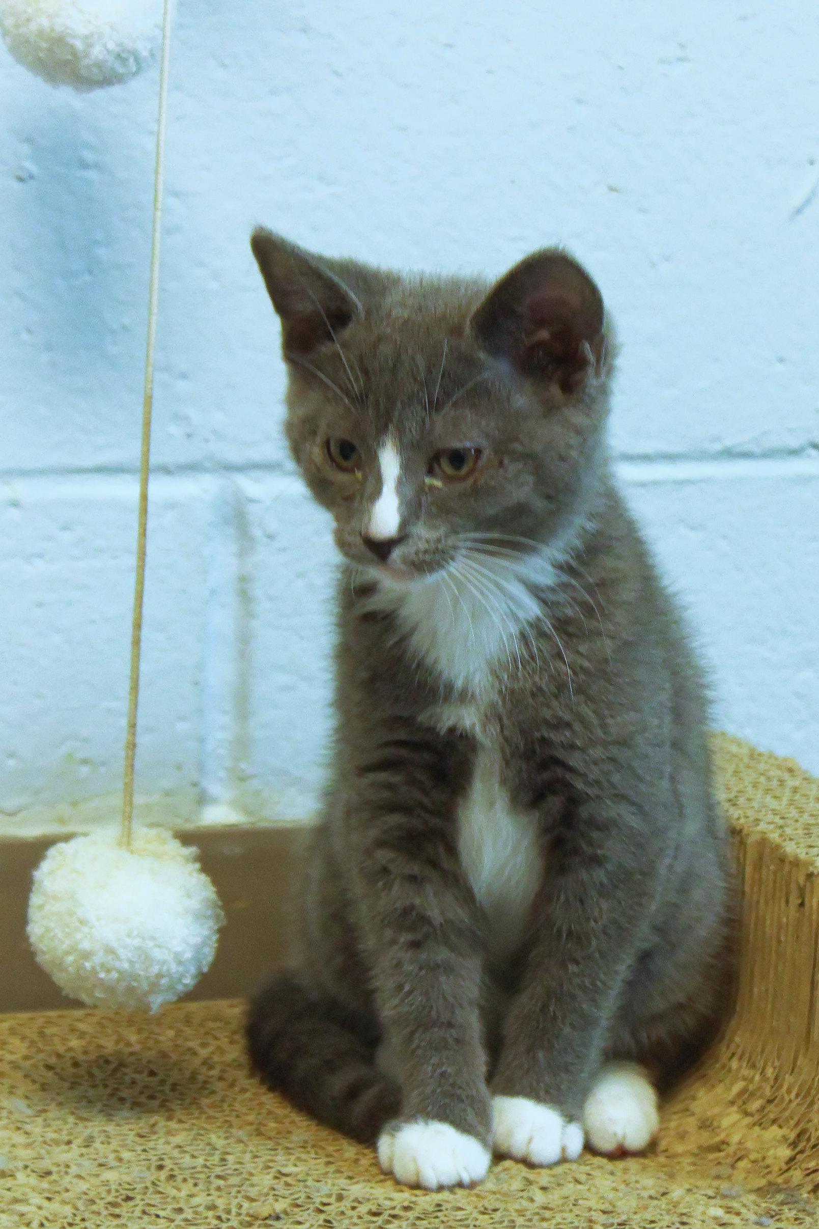 Enlarge Loretta, a Adoptable American Shorthair in Urbana, OH image 5/6