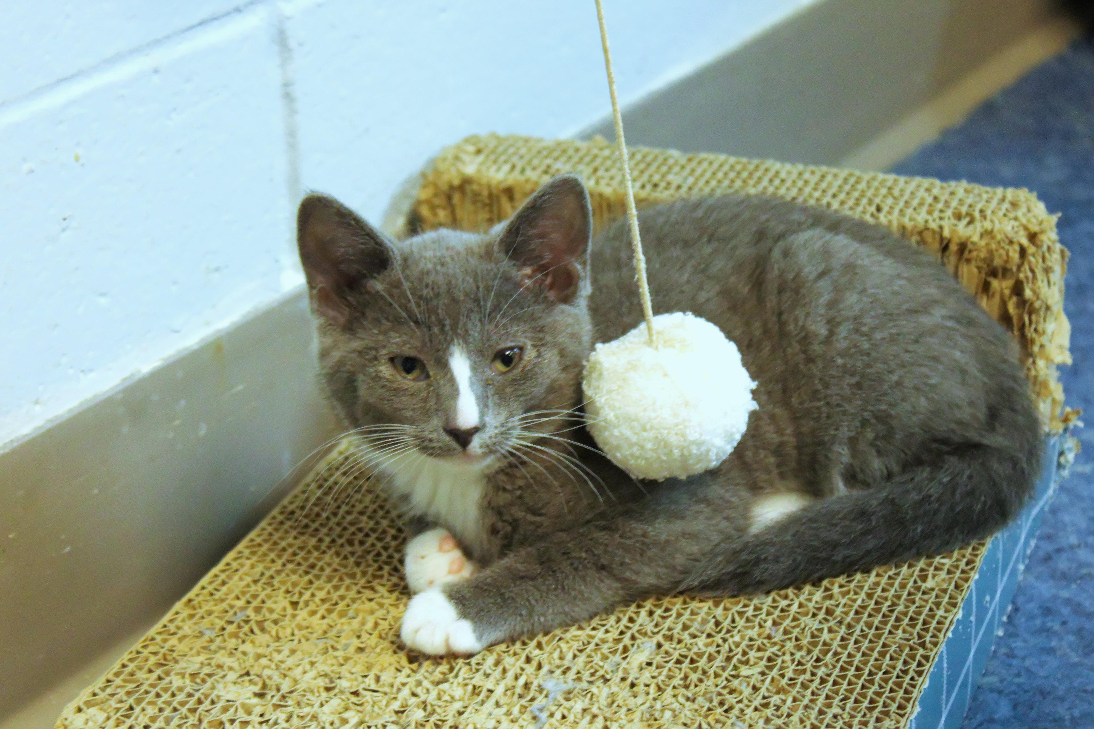 Enlarge Loretta, a Adoptable American Shorthair in Urbana, OH image 3/6