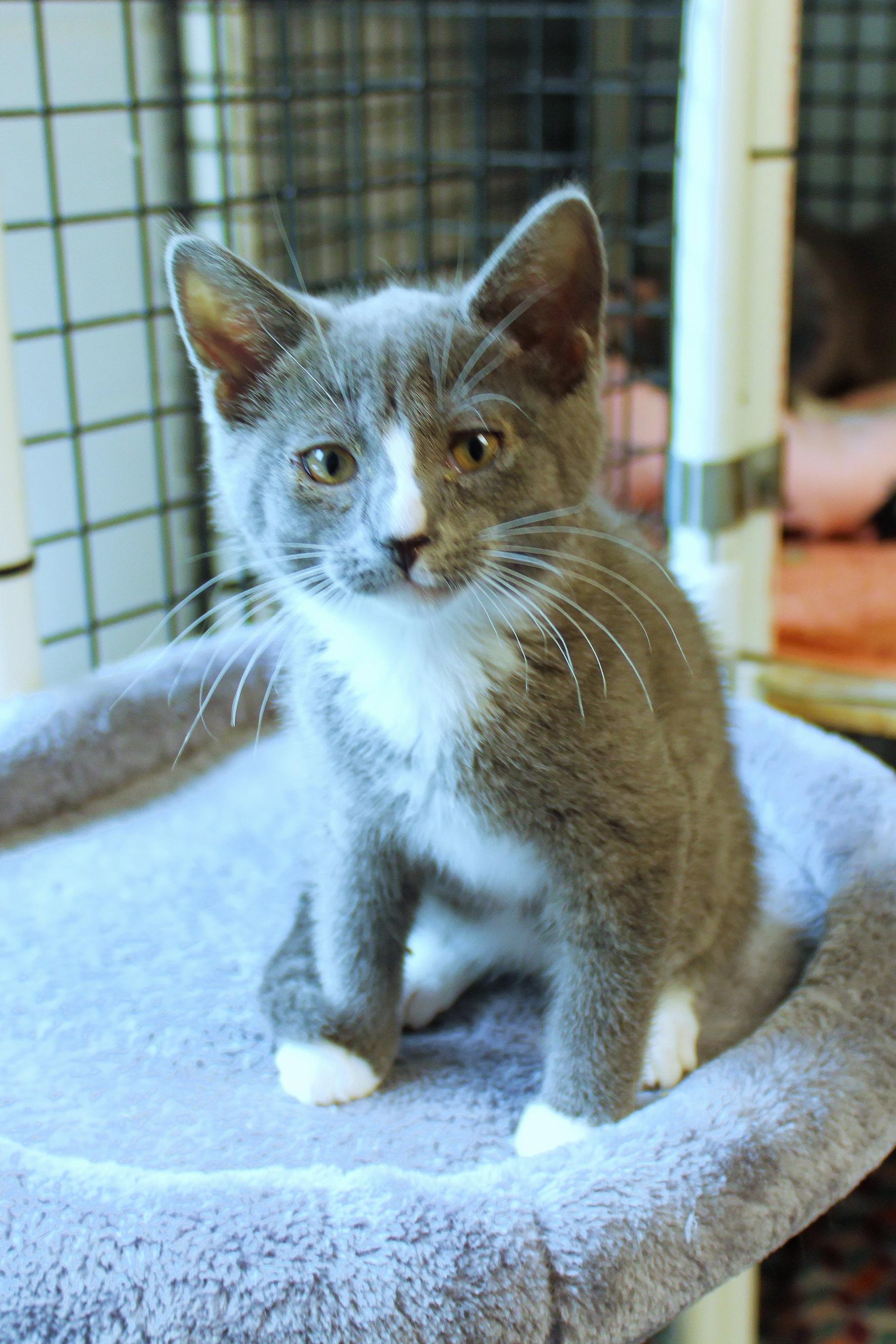 Enlarge Loretta, a Adoptable American Shorthair in Urbana, OH image 6/6