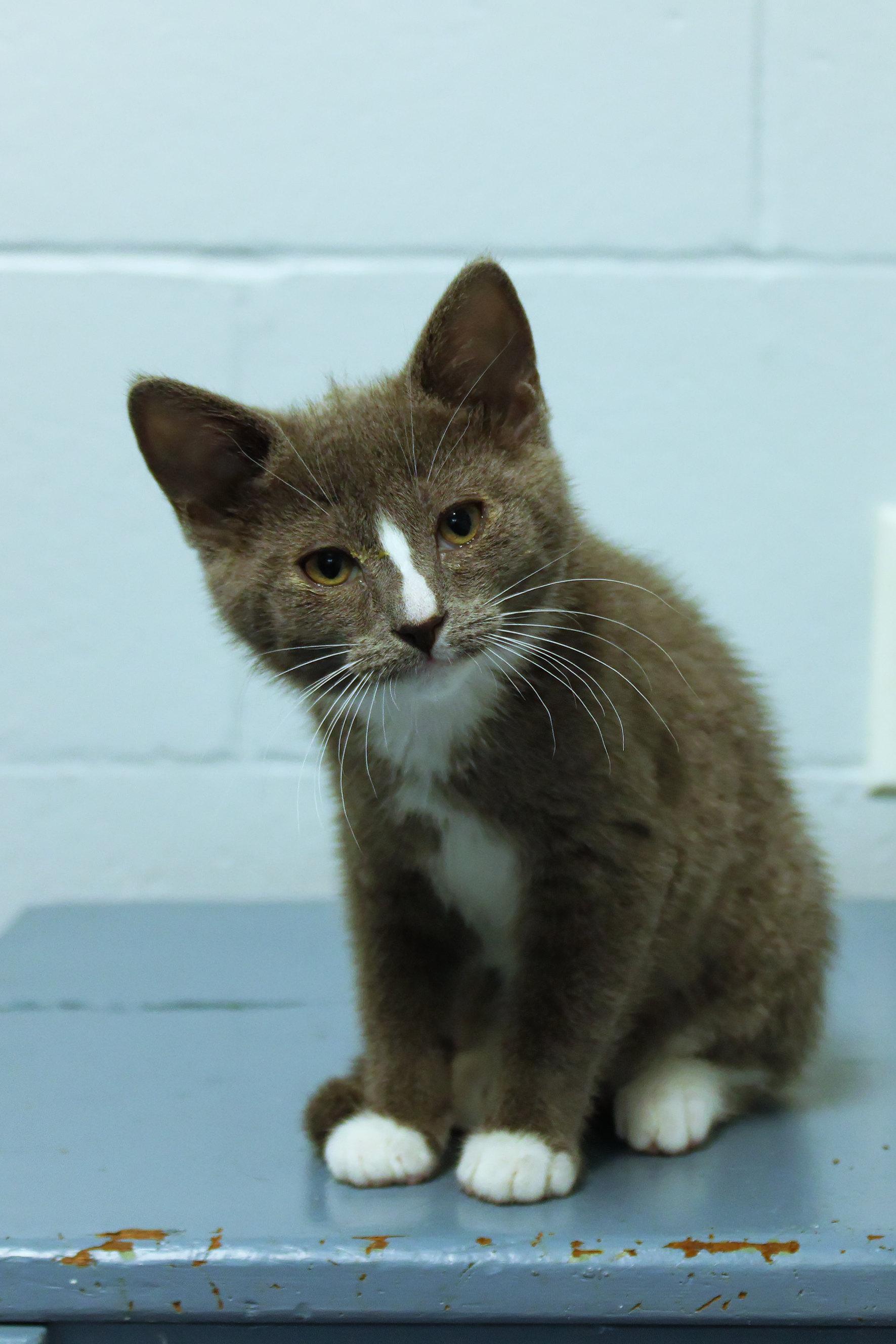 Enlarge Loretta, a Adoptable American Shorthair in Urbana, OH image 1/6