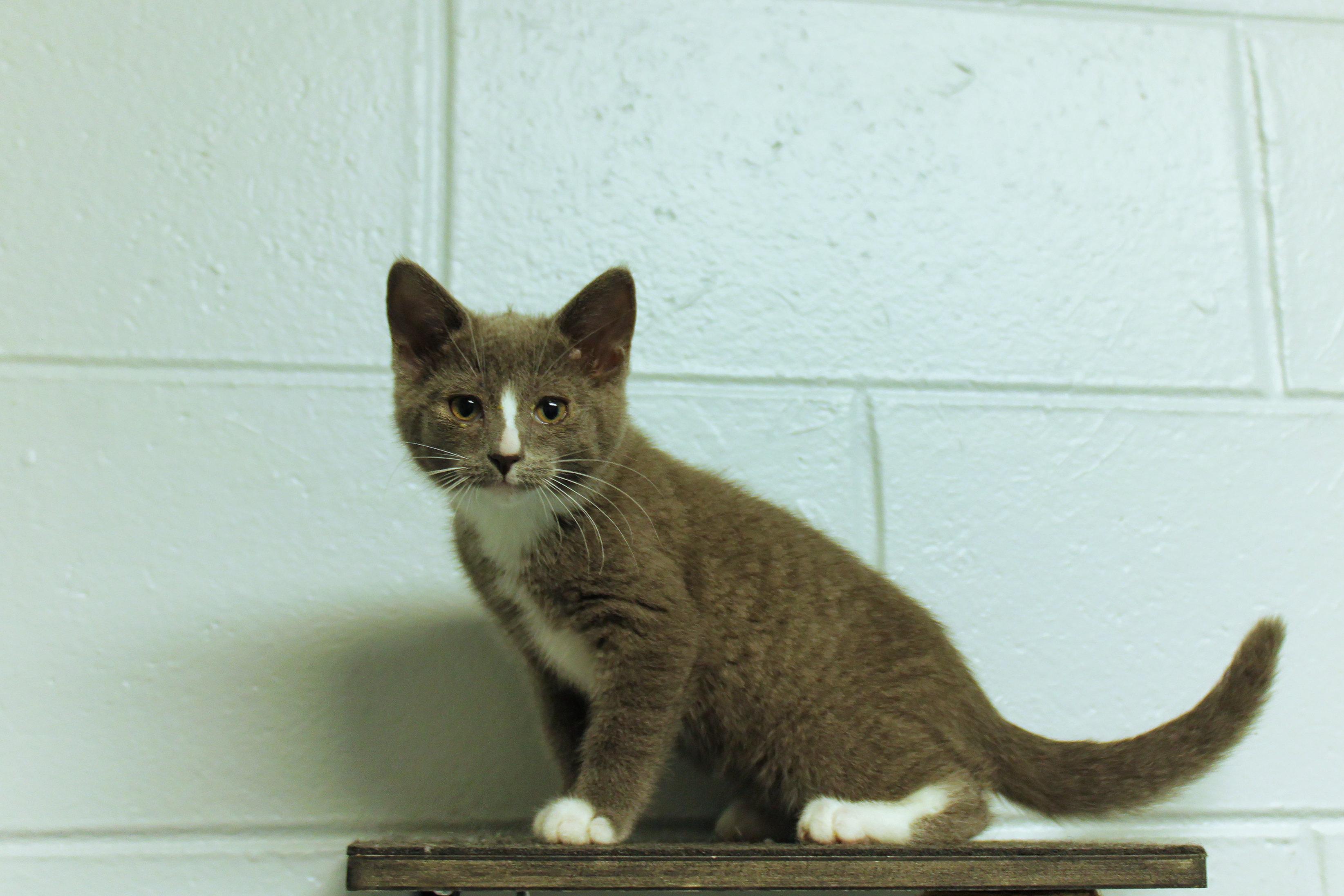Enlarge Loretta, a Adoptable American Shorthair in Urbana, OH image 2/6