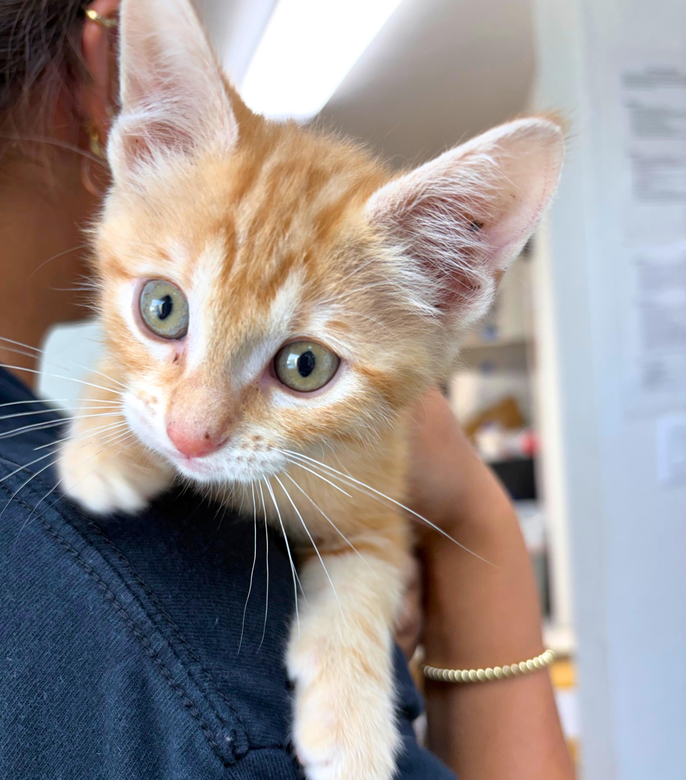 Papaya, an adopted Domestic Short Hair in Pasco, WA image 4/5