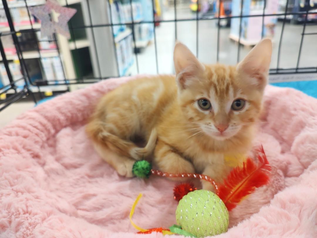 Papaya, adopted, Kitten Female Domestic Short Hair.