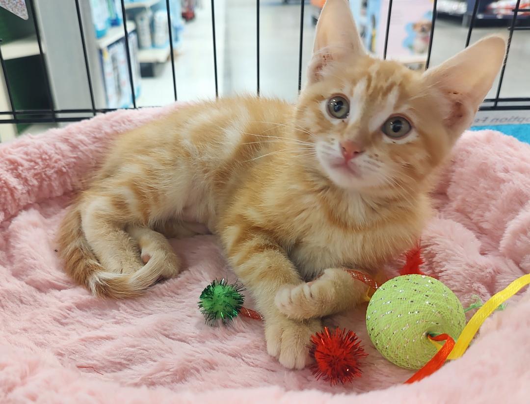 Papaya, an adopted Domestic Short Hair in Pasco, WA image 5/5