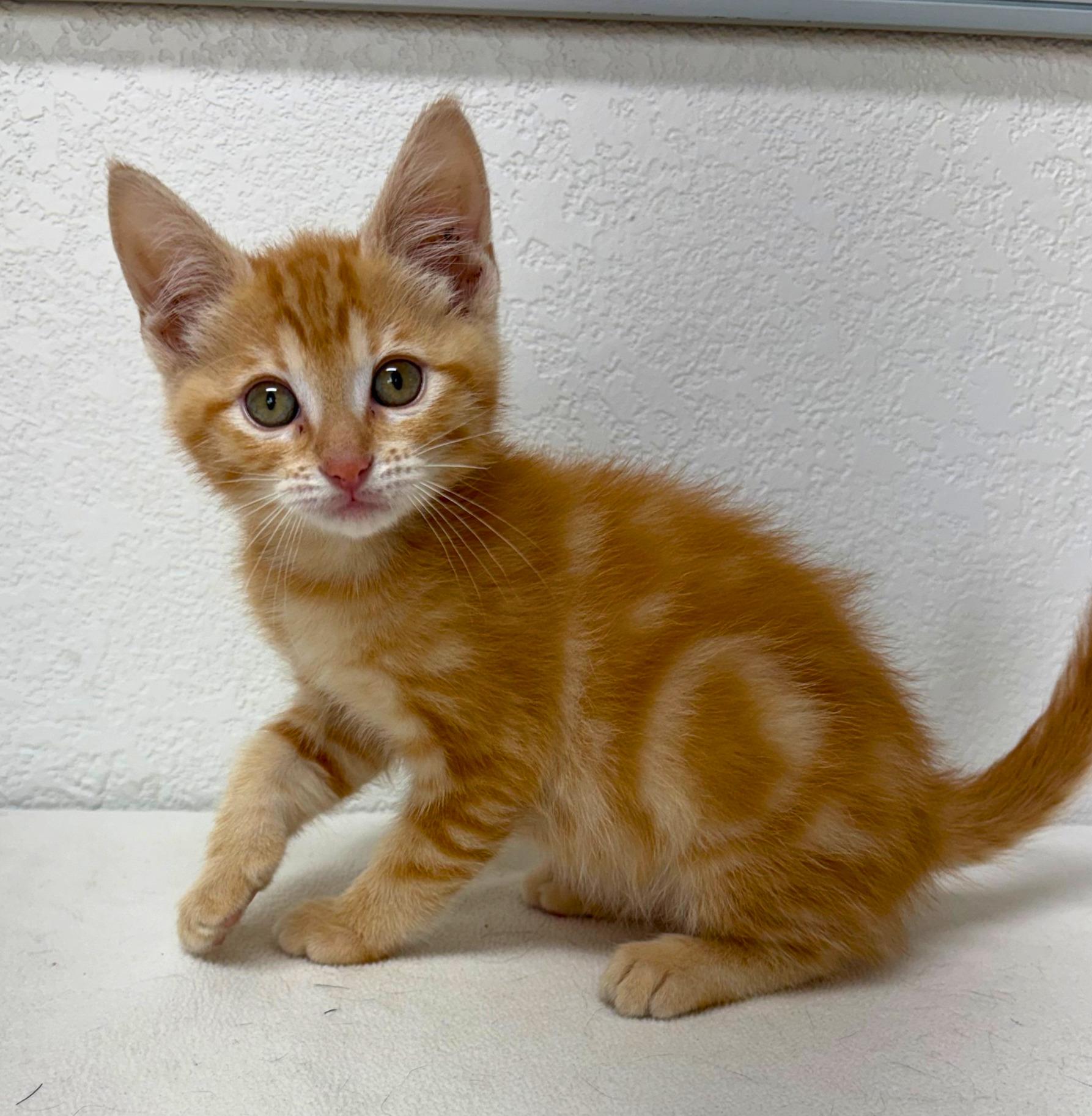 Papaya, an adopted Domestic Short Hair in Pasco, WA image 2/5