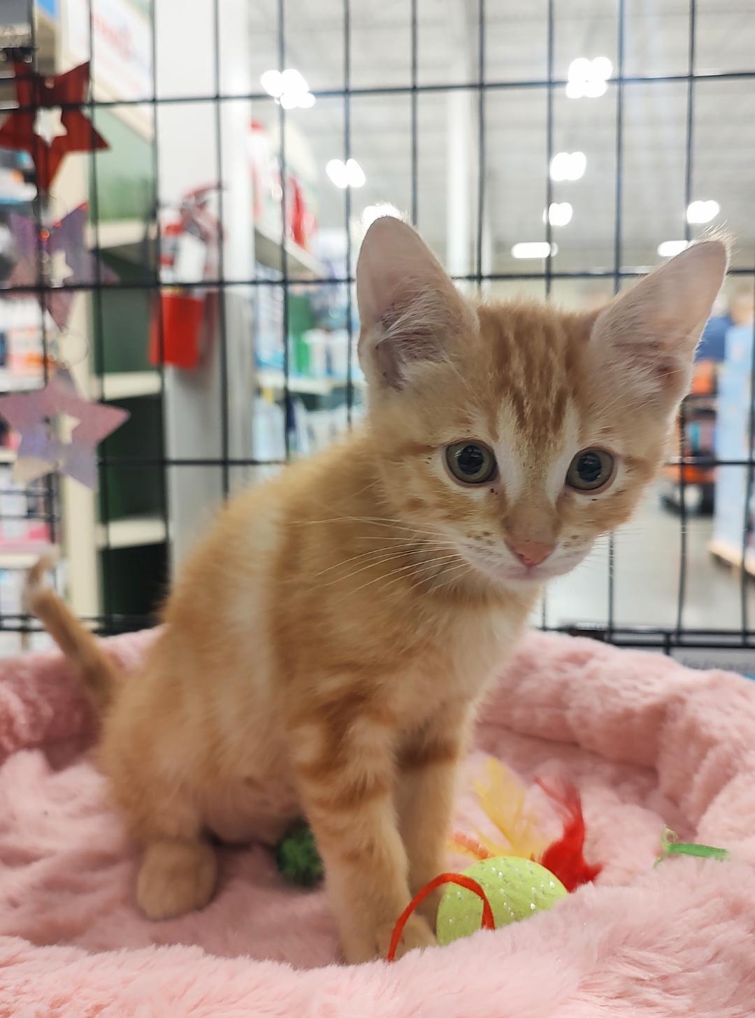 Papaya, an adopted Domestic Short Hair in Pasco, WA image 3/5