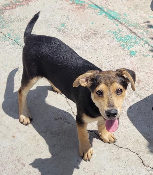 Mezcal, ADOPTABLE, Puppy Male Shepherd.