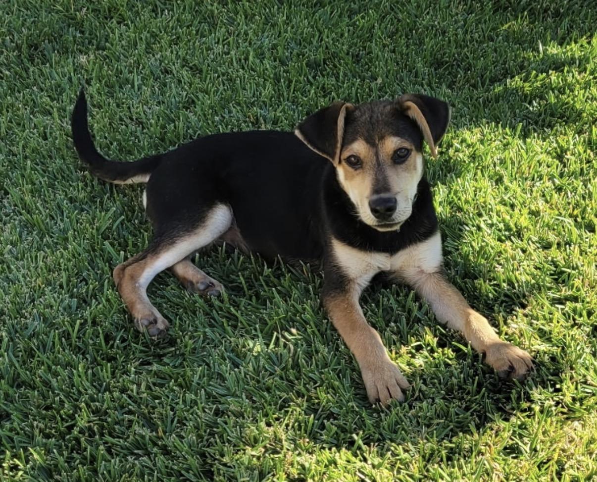 Mezcal, a ADOPTABLE Shepherd in Tarzana, CA image 2/4