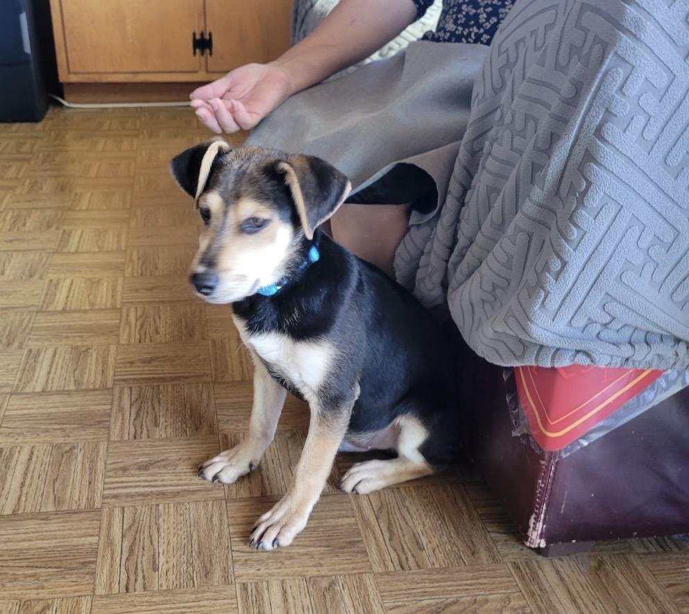 Mezcal, a ADOPTABLE Shepherd in Tarzana, CA image 4/4