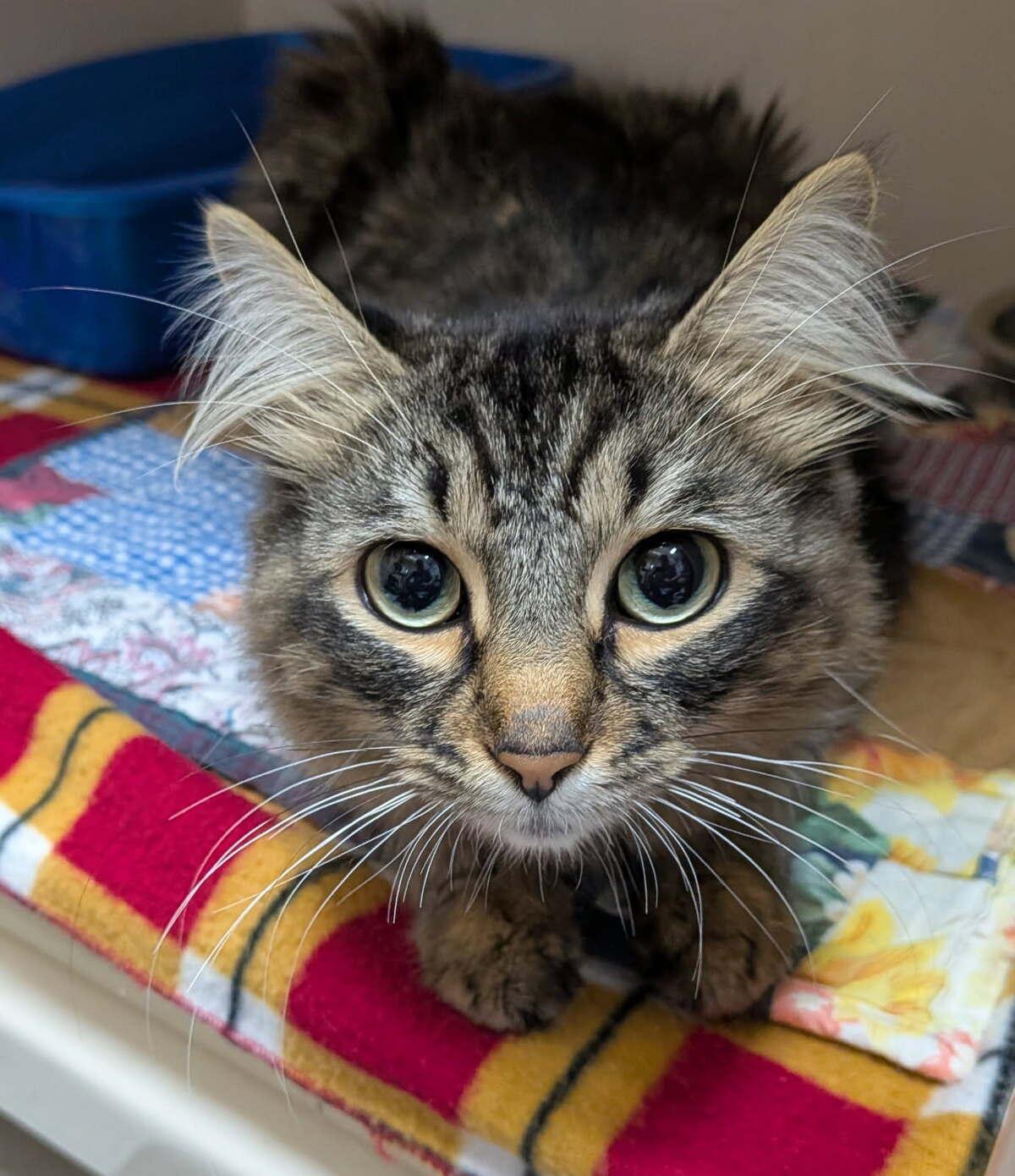 Bumble, Adoptable, Adult Female Domestic Long Hair.