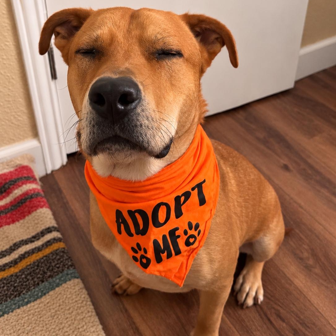 Scooby, Adoptable, Adult Male Labrador Retriever.