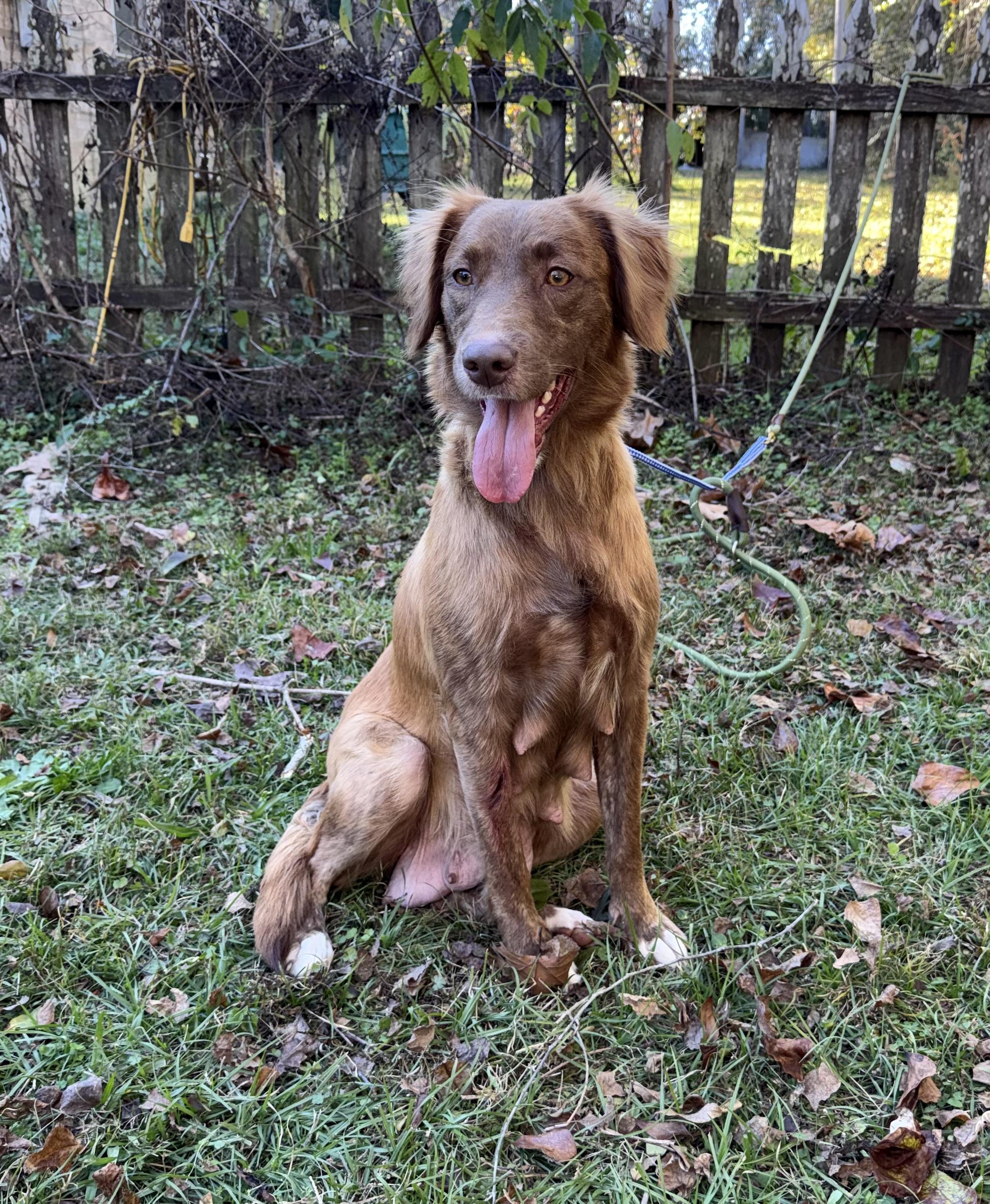 Ashley, adopted, Adult Female Golden Retriever & Labrador Retriever.