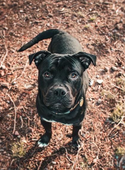 Enlarge Thanos, a ADOPTABLE Mixed Breed in Missoula, MT image 2/2