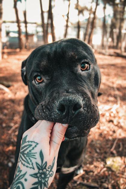 Enlarge Thanos, a ADOPTABLE Mixed Breed in Missoula, MT image 1/2