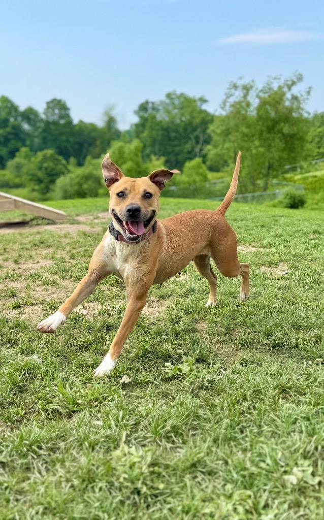 Enlarge Kahlua, a Adoptable mixed breed in Hudson, NY image 4/4