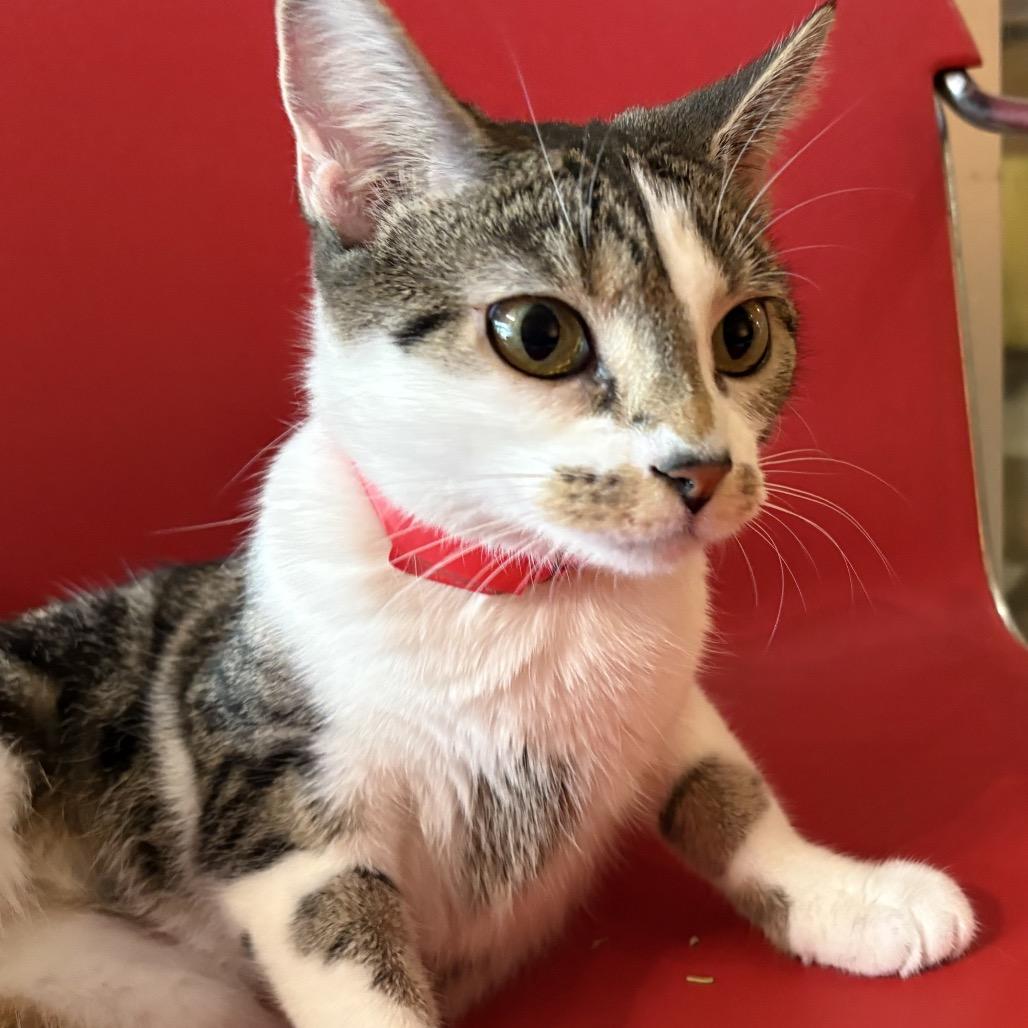 Fiona, Adoptable, Adult Female Domestic Short Hair.