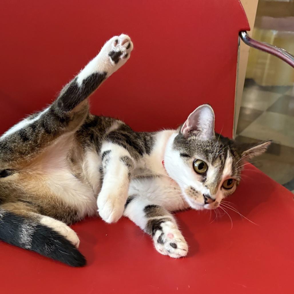 Enlarge Fiona, a Adoptable Domestic Short Hair in Evansville, IN image 2/6