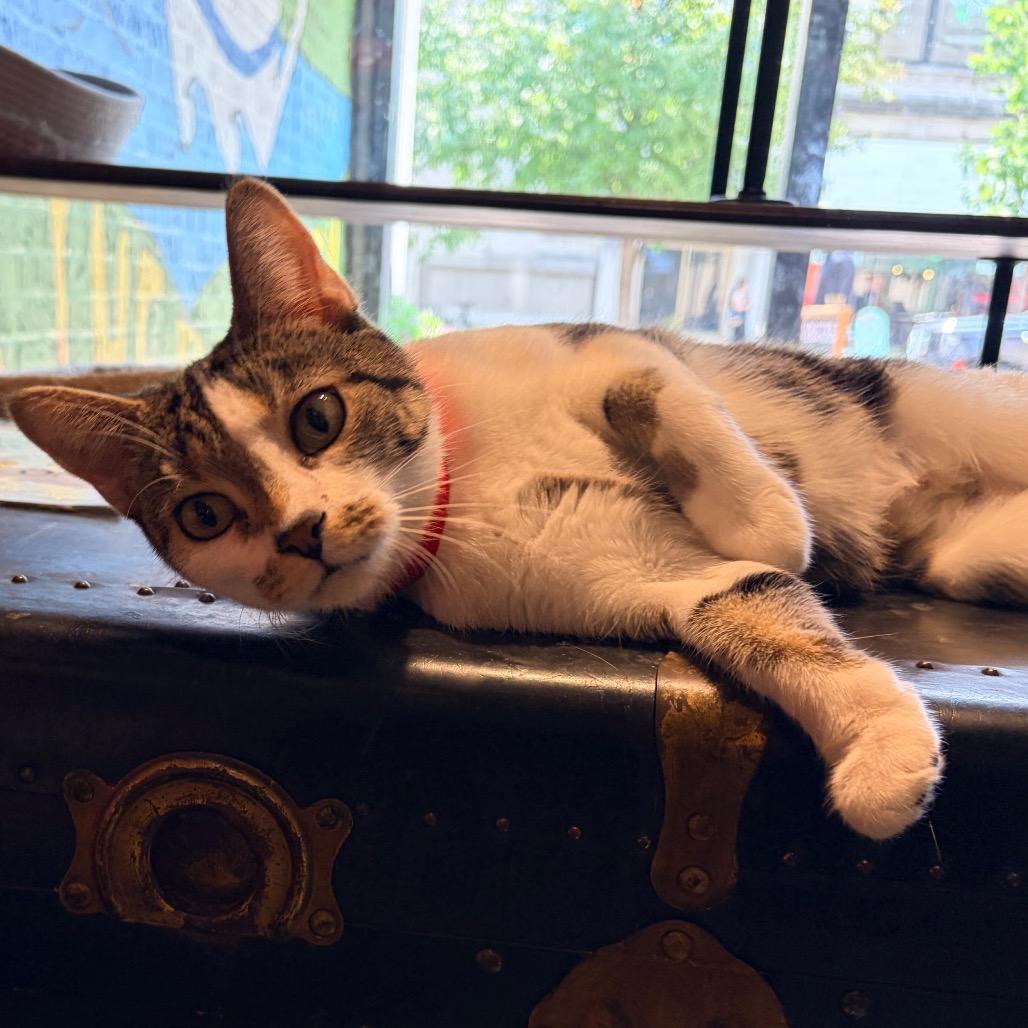 Enlarge Fiona, a Adoptable Domestic Short Hair in Evansville, IN image 3/6