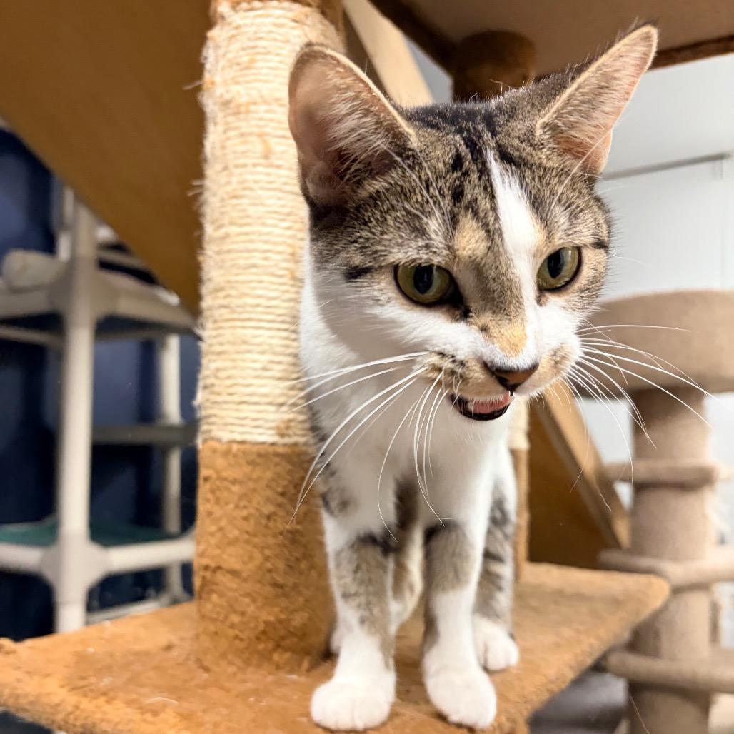 Enlarge Fiona, a Adoptable Domestic Short Hair in Evansville, IN image 5/6