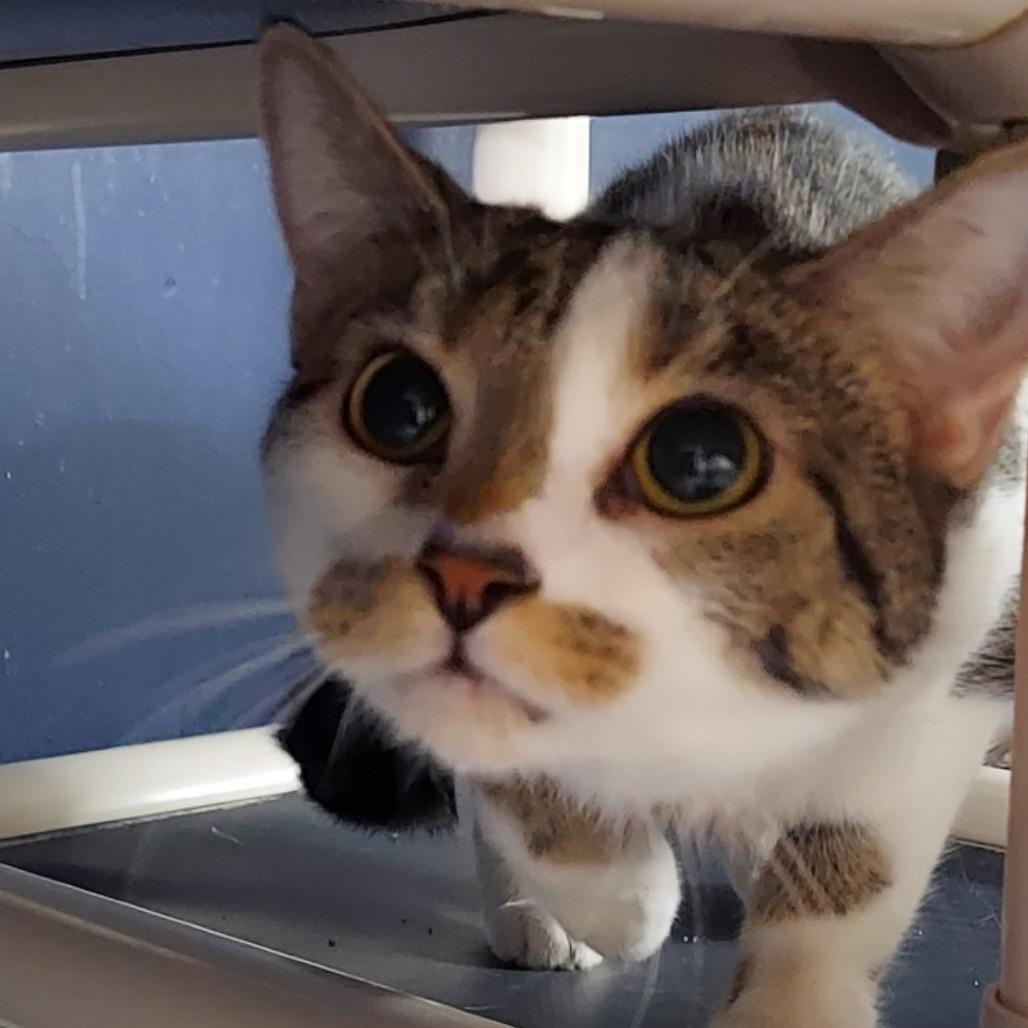 Enlarge Fiona, a Adoptable Domestic Short Hair in Evansville, IN image 6/6