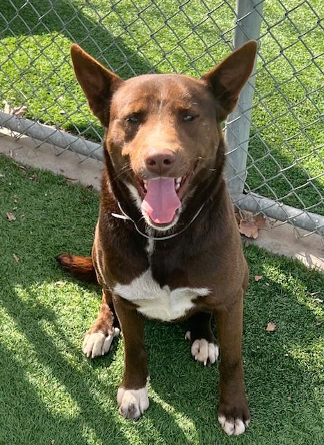 MAVERICK, Adoptable, Young Male Husky & Pit Bull Terrier.
