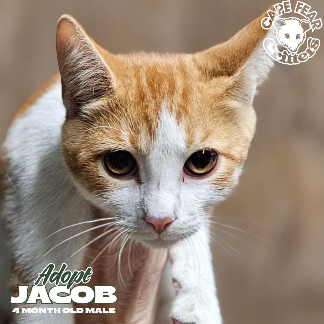 Jacob, Adoptable, Kitten Male Domestic Short Hair.