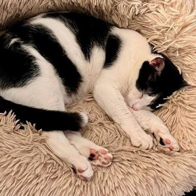 Mr Moo, a Adoptable Domestic Short Hair in Lenhartsville, PA image 1/5