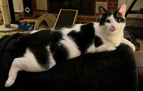 Mr Moo, a Adoptable Domestic Short Hair in Lenhartsville, PA image 3/5