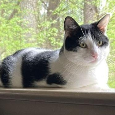 Mr Moo, a Adoptable Domestic Short Hair in Lenhartsville, PA image 4/5