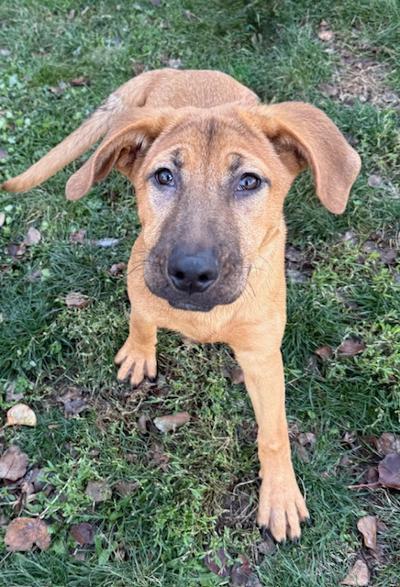 Pumpkin, ADOPTABLE, Puppy Female Golden Retriever.
