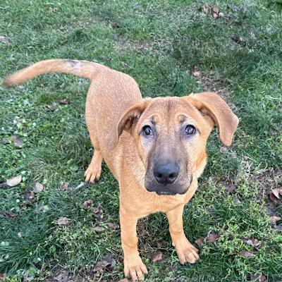 Enlarge Pumpkin, a ADOPTABLE mixed breed in Long Beach, NY image 2/3