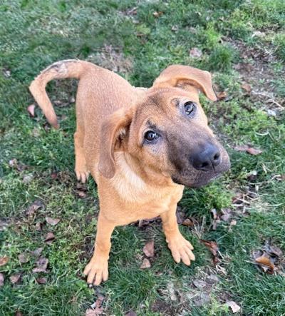 Enlarge Pumpkin, a ADOPTABLE mixed breed in Long Beach, NY image 3/3